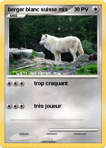 Pokemon berger blanc suisse mix