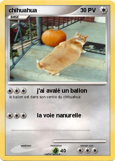 Pokemon chihuahua