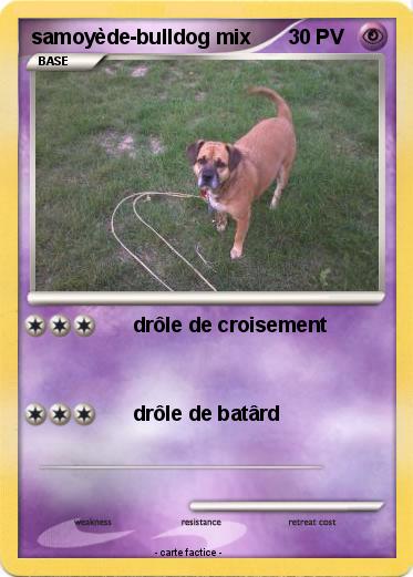 Pokemon samoyède-bulldog mix