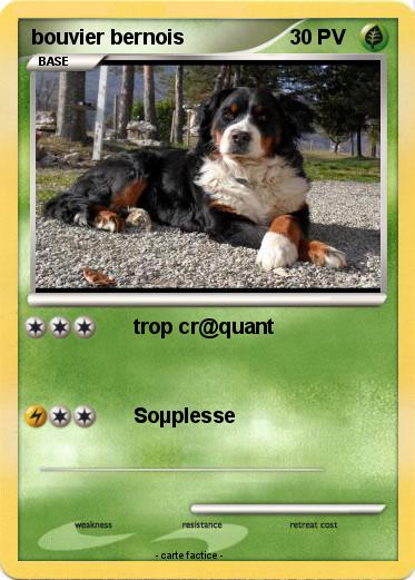 Pokemon bouvier bernois