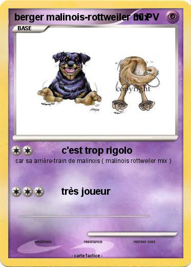 Pokemon berger malinois-rottweiler mix