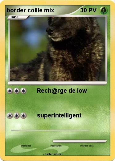 Pokemon border collie mix