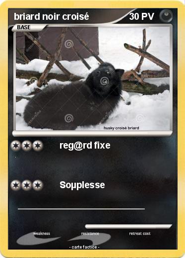 Pokemon briard noir croisé