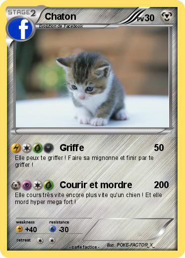 Pokemon Chaton