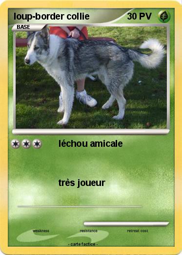 Pokemon loup-border collie