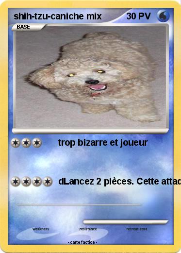 Pokemon shih-tzu-caniche mix