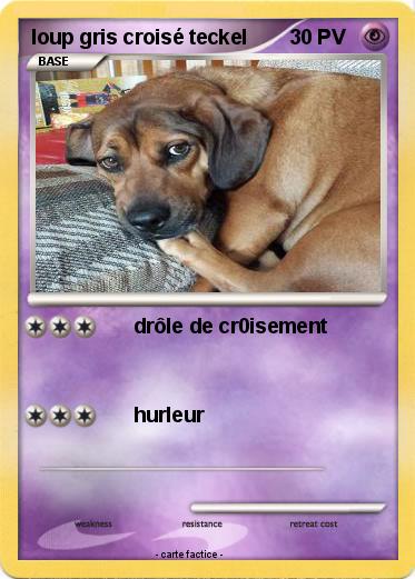 Pokemon loup gris croisé teckel