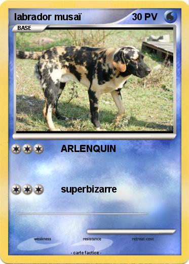Pokemon labrador musaï