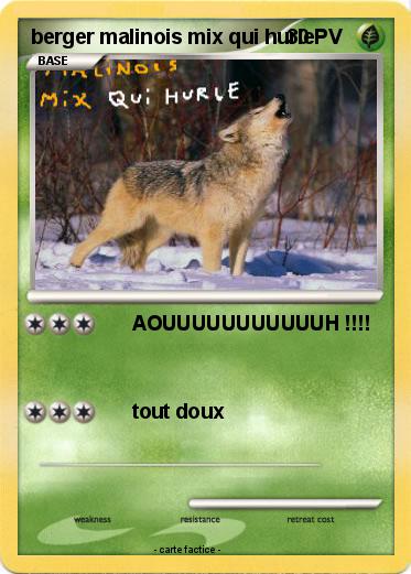 Pokemon berger malinois mix qui hurle