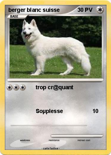Pokemon berger blanc suisse