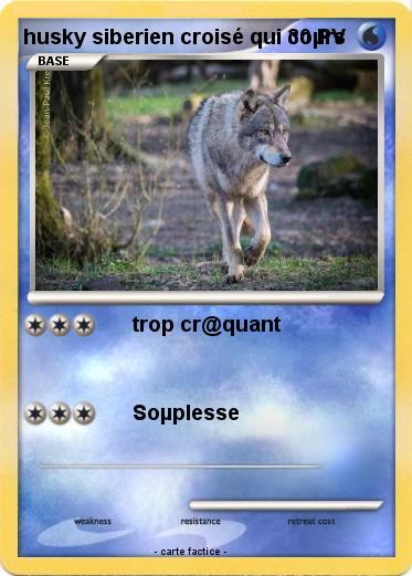 Pokemon husky siberien croisé qui coµrs