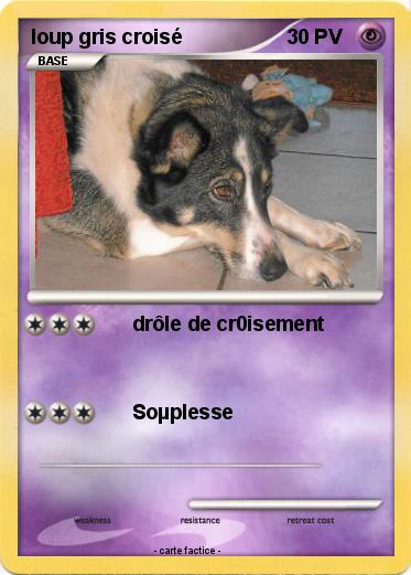 Pokemon loup gris croisé