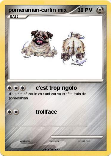 Pokemon pomeranian-carlin mix