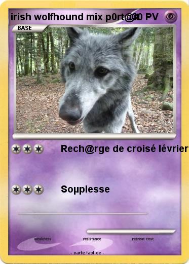 Pokemon irish wolfhound mix p0rt@it