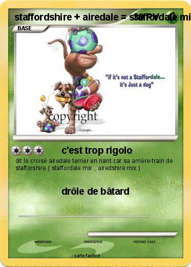 Pokemon staffordshire + airedale = staffordale mixte