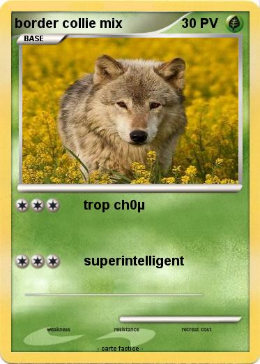 Pokemon border collie mix
