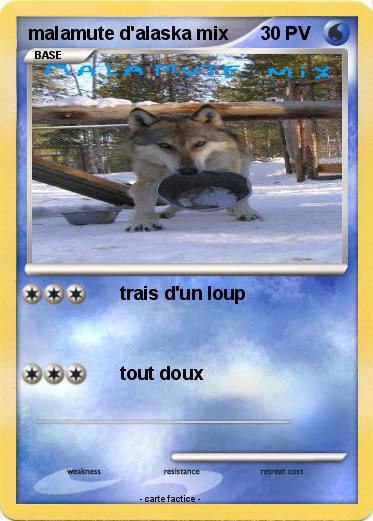 Pokemon malamute d'alaska mix