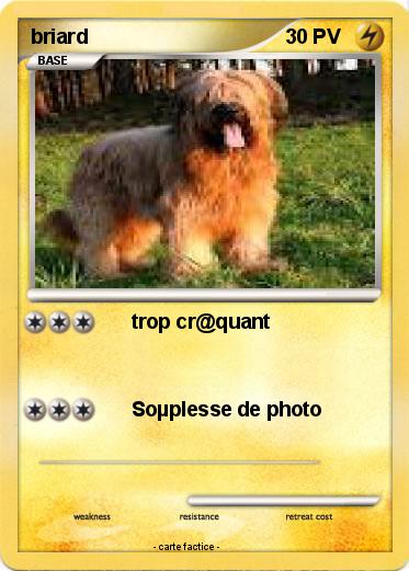 Pokemon briard