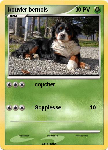 Pokemon bouvier bernois