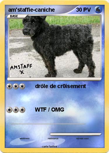 Pokemon am'staffie-caniche