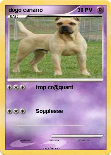 Pokemon dogo canario