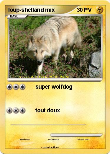 Pokemon loup-shetland mix