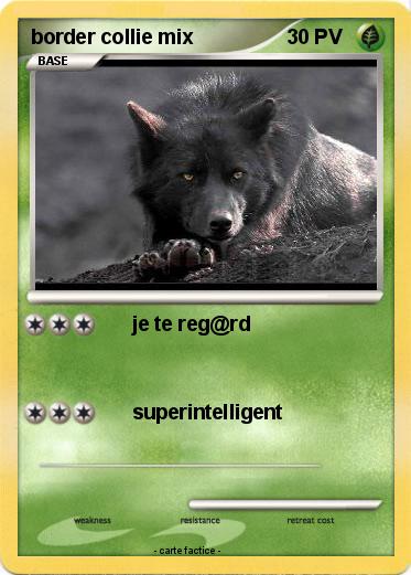 Pokemon border collie mix