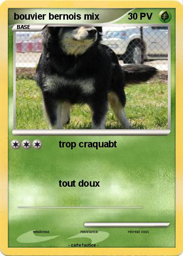 Pokemon bouvier bernois mix