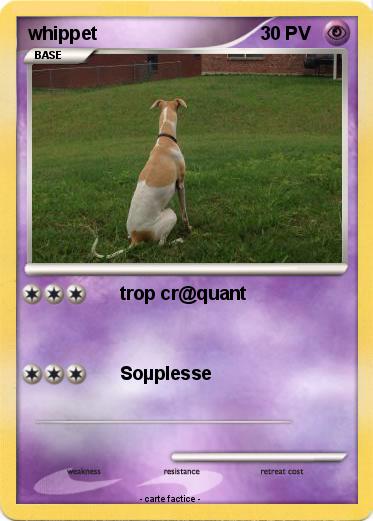 Pokemon whippet
