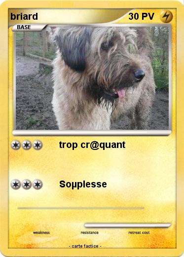 Pokemon briard