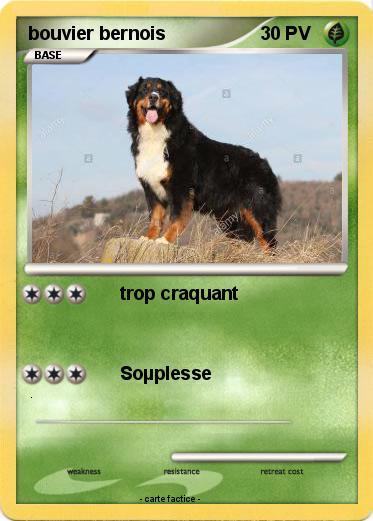 Pokemon bouvier bernois