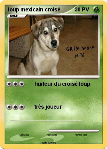 Pokemon loup mexicain croisé