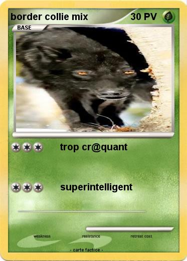 Pokemon border collie mix