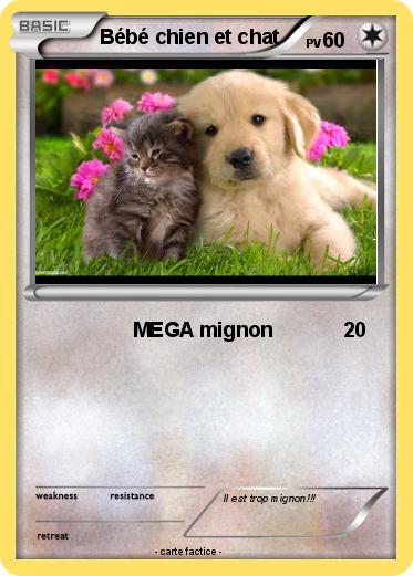 Pokemon Bébé chien et chat