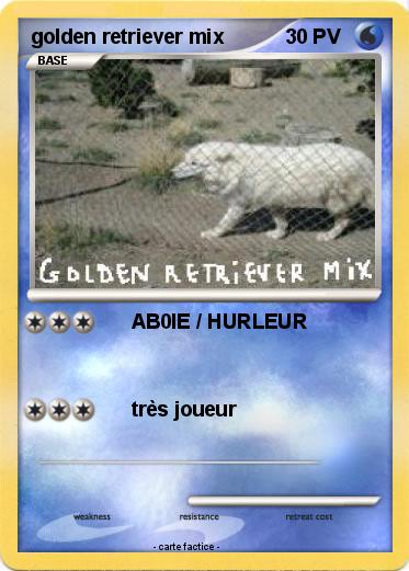 Pokemon golden retriever mix
