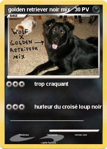 Pokemon golden retriever noir mix