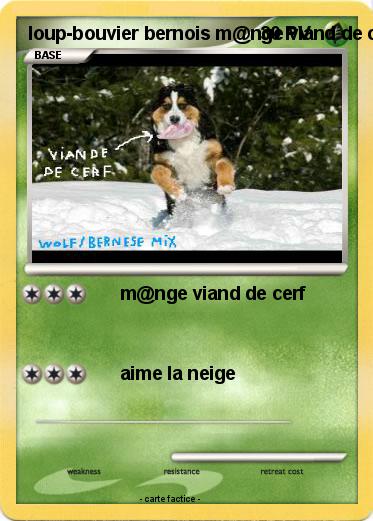 Pokemon loup-bouvier bernois m@nge viand de cerf