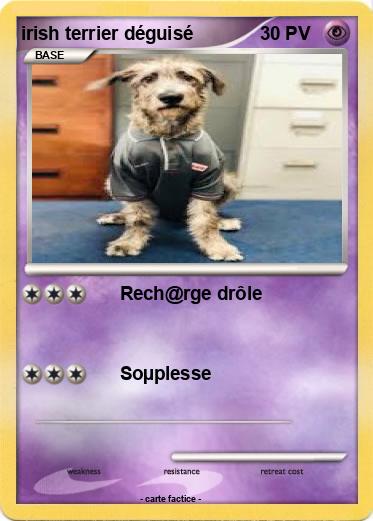 Pokemon irish terrier déguisé