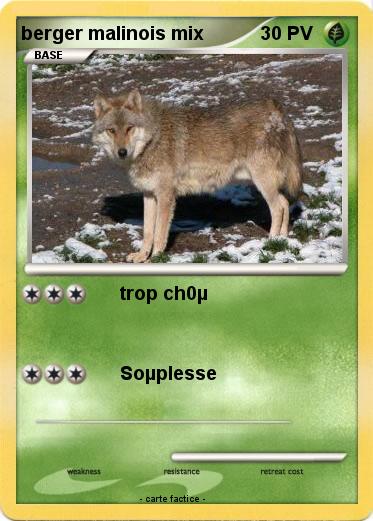 Pokemon berger malinois mix