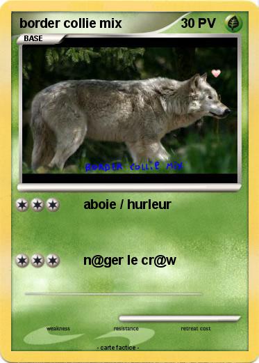 Pokemon border collie mix