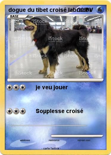 Pokemon dogue du tibet croisé labrador