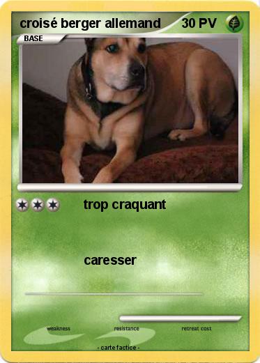 Pokemon croisé berger allemand