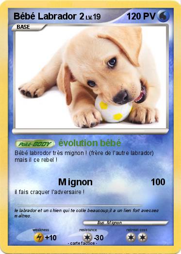 Pokemon Bébé Labrador 2