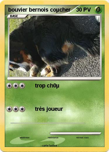 Pokemon bouvier bernois coµcher