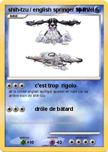 Pokemon shih-tzu / english springer spaniel