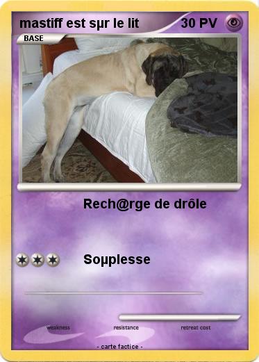 Pokemon mastiff est sµr le lit