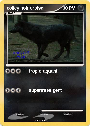 Pokemon colley noir croisé