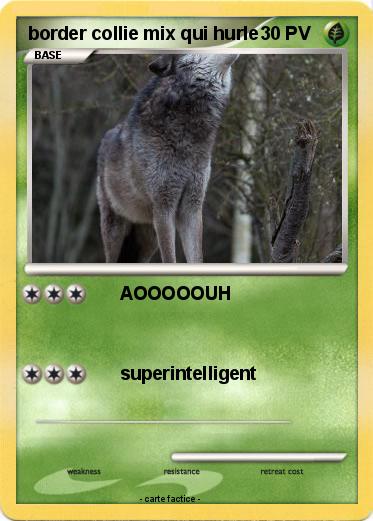 Pokemon border collie mix qui hurle