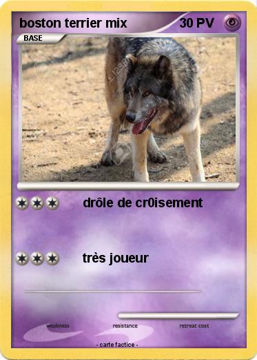 Pokemon boston terrier mix