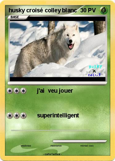 Pokemon husky croisé colley blanc